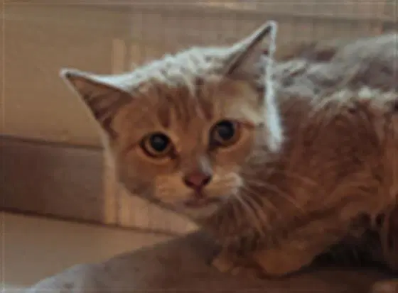 Colby - Domestic Medium Hair