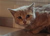 adoptable Cat in  named COLBY