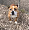 adoptable Dog in Saginaw, MI named FOCUS