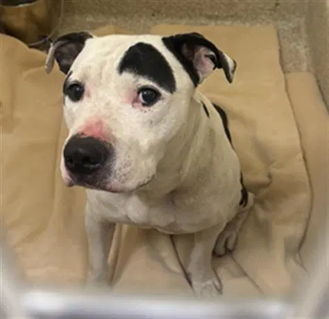 Eugene Levy - Pit Bull Terrier