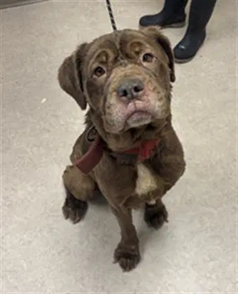 Truffle - Mastiff