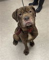 adoptable Dog in  named TRUFFLE