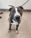 adoptable Dog in Saginaw, MI named PORTER