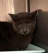 adoptable Cat in Saginaw, MI named A018033