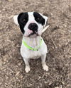 adoptable Dog in Saginaw, MI named STANLEY