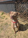 adoptable Dog in Saginaw, MI named DANO