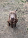 adoptable Dog in Saginaw, MI named NUTMEG