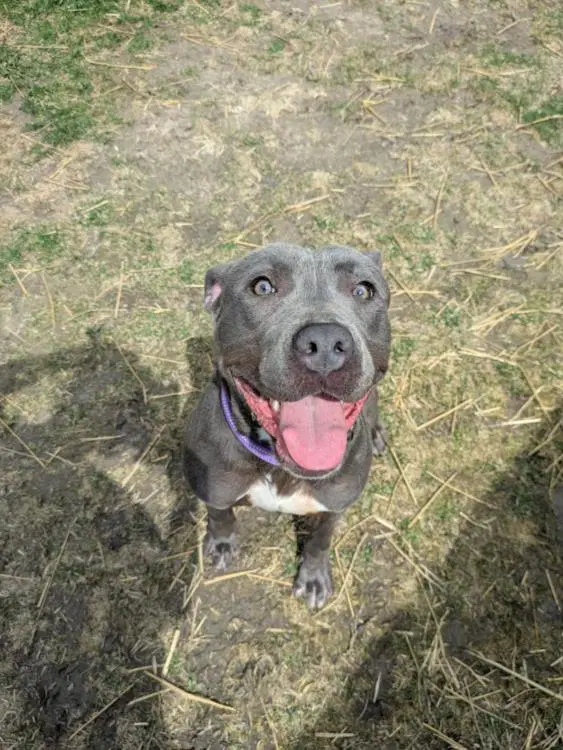 Thyme - Pit Bull Terrier