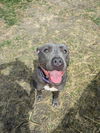 adoptable Dog in Saginaw, MI named THYME