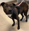 adoptable Dog in Saginaw, MI named BARNUM