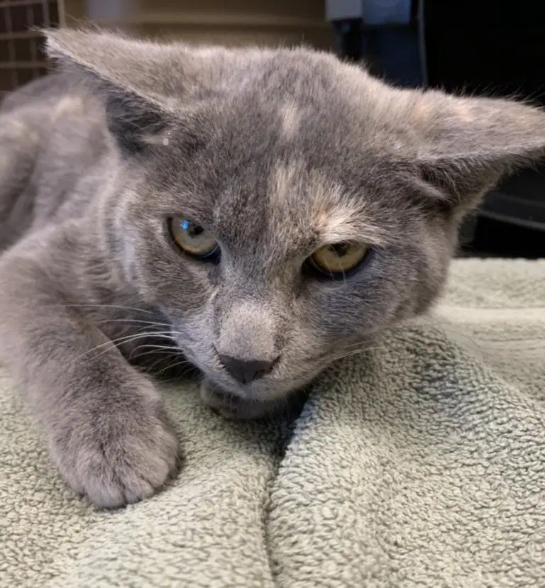 Petunia - Domestic Short Hair
