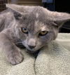 adoptable Cat in , MI named PETUNIA