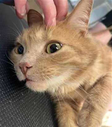 Raptor - Domestic Short Hair