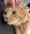 adoptable Cat in , MI named RAPTOR