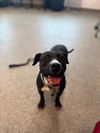 adoptable Dog in , MI named CHACHA