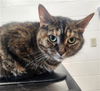 adoptable Cat in , MI named TIFFANY
