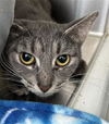 adoptable Cat in , MI named SERAPHINA