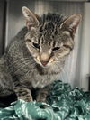 adoptable Cat in , MI named RAINA