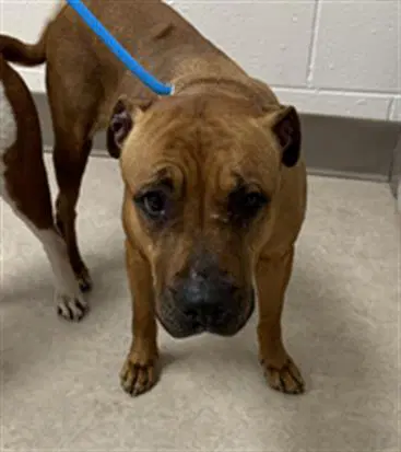 Shania - Pit Bull Terrier