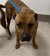 adoptable Dog in , MI named SHANIA