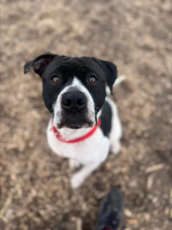 Holstein - Pit Bull Terrier
