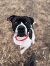 adoptable Dog in , MI named HOLSTEIN