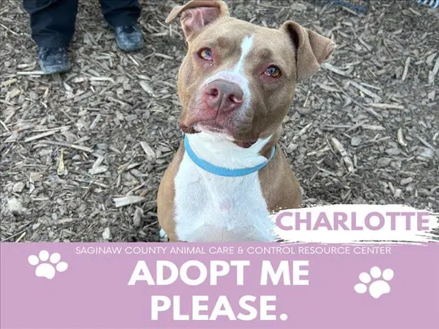 Charlotte - Pit Bull Terrier