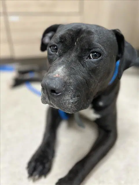 Oscar - Pit Bull Terrier