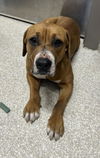 adoptable Dog in  named KHLOE