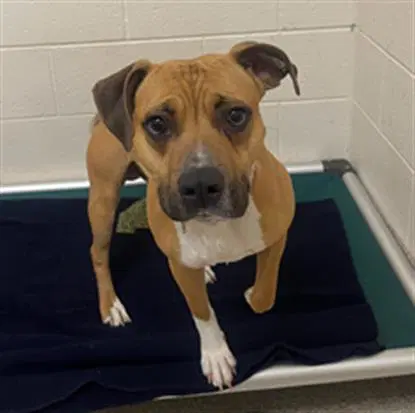 Wilt - Pit Bull Terrier