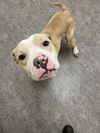 adoptable Dog in , MI named QUESO