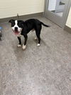 adoptable Dog in , MI named BEETHOVEN