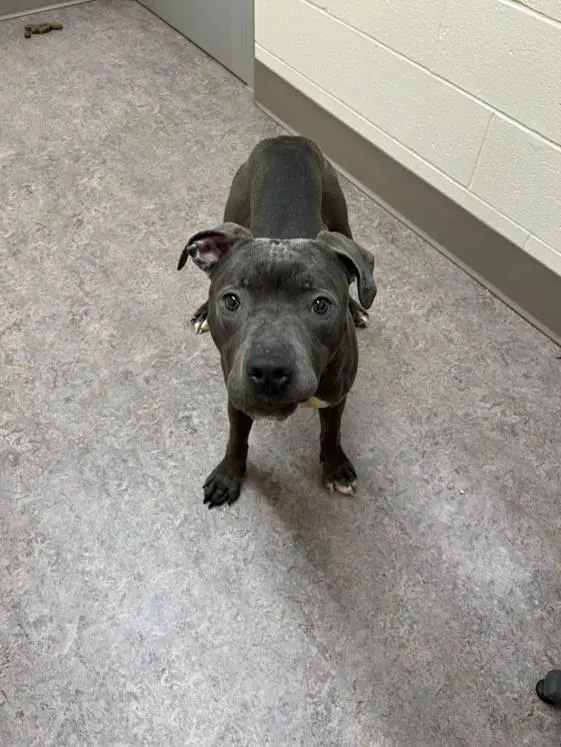 Zeus - Pit Bull Terrier