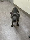 adoptable Dog in , MI named ZEUS
