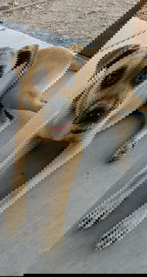Zander