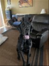 adoptable Dog in prescott valley, AZ named Cosmo