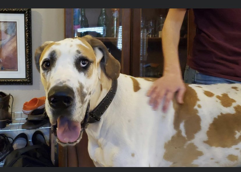 adoptable Dog in Prescott Valley, AZ named Gator