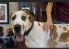 adoptable Dog in prescott valley, AZ named Gator