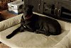 adoptable Dog in gilbert, AZ named Strax