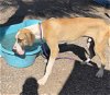 adoptable Dog in mes, AZ named Dewey Draeco