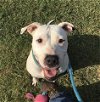 adoptable Dog in greensboro, NC named PRADA