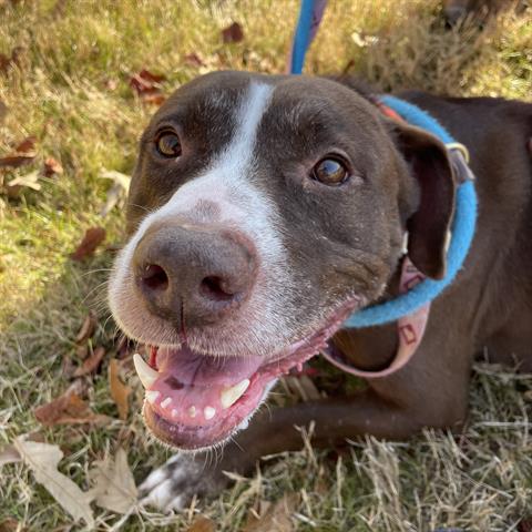 adoptable Dog in Greensboro, NC named SPICY