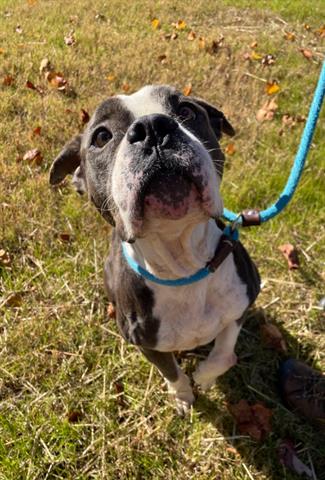 adoptable Dog in Greensboro, NC named BELLA