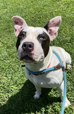 adoptable Dog in Greensboro, NC named MOLLY