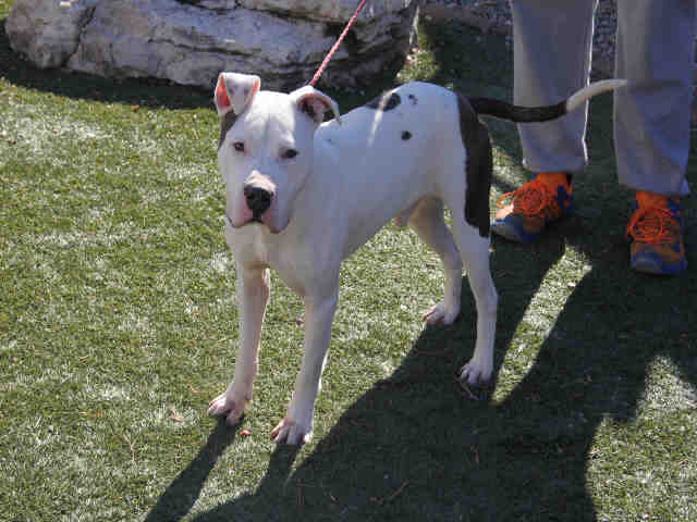 adoptable Dog in Greensboro, NC named MATT