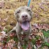 adoptable Dog in , NC named ELM