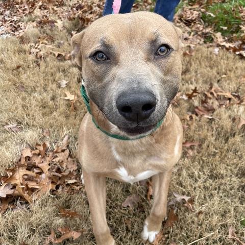 adoptable Dog in Greensboro, NC named ROCCO