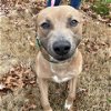 adoptable Dog in greensboro, NC named ROCCO