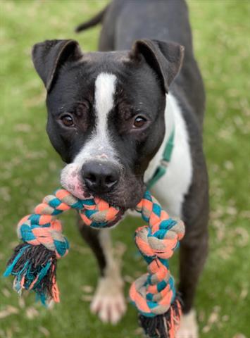 adoptable Dog in Greensboro, NC named TUBS