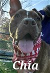 adoptable Dog in greensboro, NC named CHIA